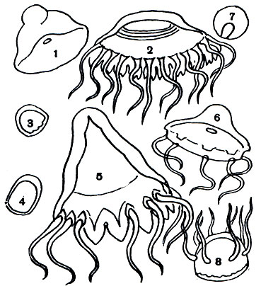  14.  : 1 - Botrynema brucei; 2 - Atolla wyvillei; 3 - Grossota brunnea; 4 - Pantachogon haeckeli; 5 - Periphylla hyacinthina; 6 - Halicreas minimum; 7 - Meator rubator; 8 - Aeginura grimaldi