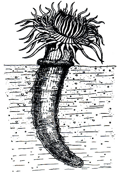 . 179.   (Cerianthus solitaris)  
