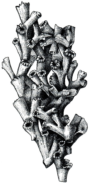 . 182.     (Lophohelisa)