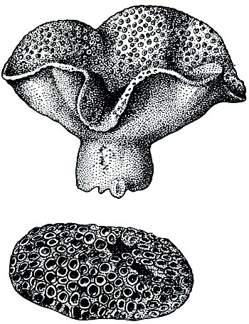 . 185.  ()       (Turbinaria)