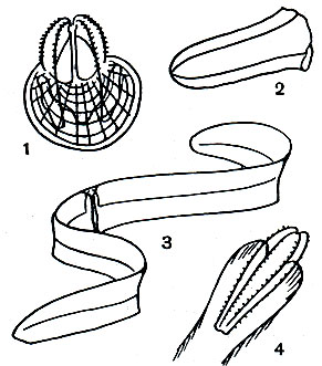  16. : 1 -  ( cucumis); 2 -  (Bolinopsis infundibulum); 3 -   . (Cestus veneris); 4 -  (Euplocamis cucumis)