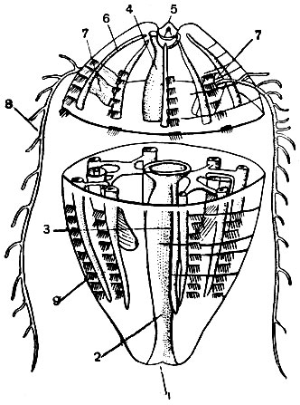 . 188.   : 1 -  ; 2 - ; 3 - ; 4 -    ; 5 -  ; 6 -    ; 7 -  ; 8 - ; 9 -   