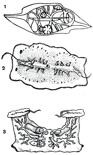 . 190.   : 1 -    (Gastrodes parasitica)    ( ); 2 -    (Coeloplana) ( ); 3 -    (Tjalfiella) ( )