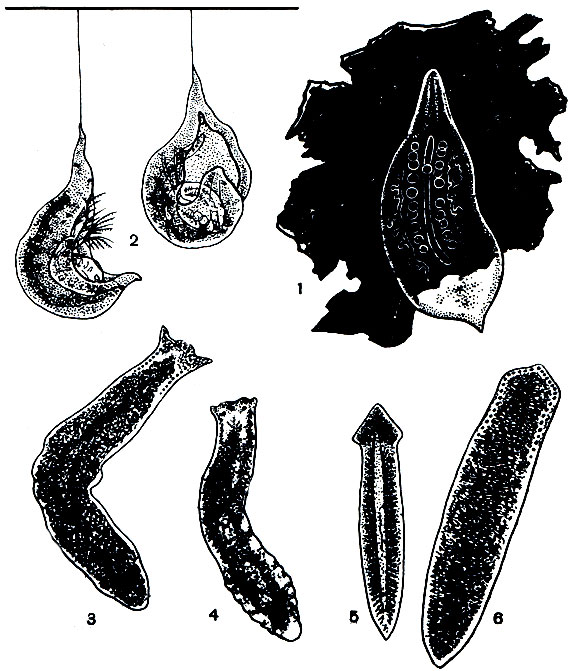 . 191. : 1 - Mesostoma ehrenbergii  ; 2 -  ,  .       ,       ; 3 - Polycelis cornuta; 4 - Dendrocoelum lacteum; 5 - Euplanaria gonocephala; 6 - Polycelis nigra