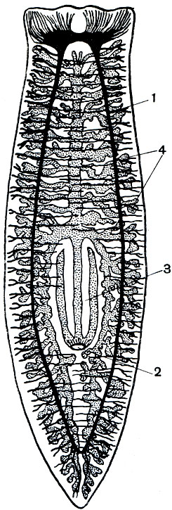 . 193.       (Dendrocoelum kacteum): 1 -  ; 2 -  ; 3 - ; 4 -  