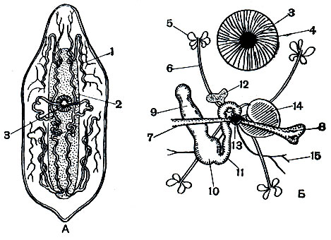 . 195. Mesostoma ehrenbergii:  -  ;  -  . 1 -   ; 2 - ; 3 -  ; 4 - ; 5 - ; 6 -  ; 7 -  ; 8 - ; 9 - ; 10 - ; 11 -  ; 12 -  ; 13 -  ; 14 -  ; 15 - 