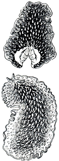 . 197.   Thysanozoon brochii