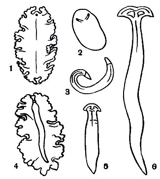  17.   : 1 - Lungia aurantiaca; 2 - Haploplana ornata; 3 - Bipalium strubelli; 4 - Rhynchodemus rubrocinctus; 5 - Pseudoceros maximus; 6 - Bipalium simrothi