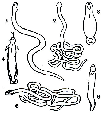  18.   : 1 - Nectonemertes mirabilis; 2 - Eunemertes echinoderma marion; 3 - Tubulanus; 4 - Malacobdella grossa; 5 - Lineus geniculates; 6 - Tetrastemma rusticum