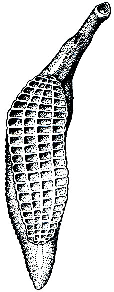 . 198.  (Aspidogaster conchicola)