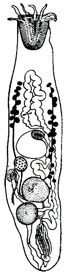 . 199.  (uphalus polymorphus)