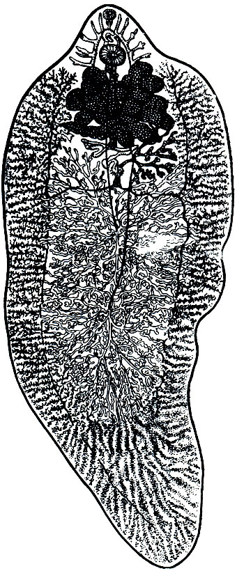 . 200.   (Fasciola hepatica)