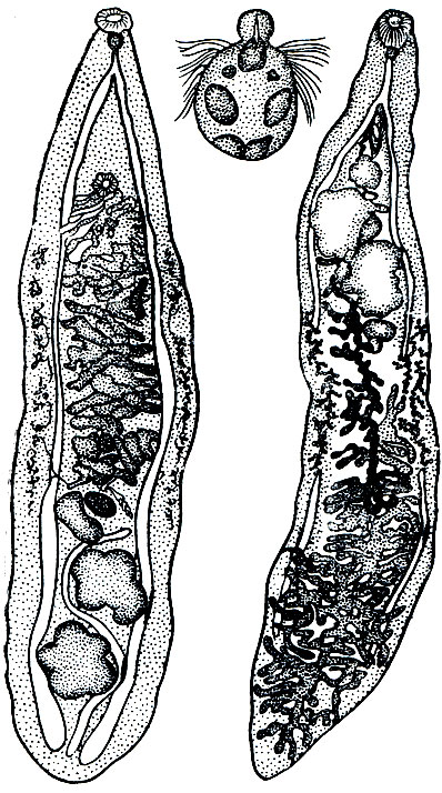 . 203.  -   (Dicrocoeliumlanceatum);  -   (Opistorchis felineus);   -  Opistorchis felineus