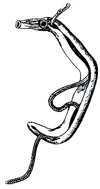 . 204.   (Schistosoma haematobium)