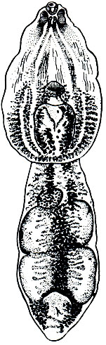 . 206.  (Diplostomum spathaceum)