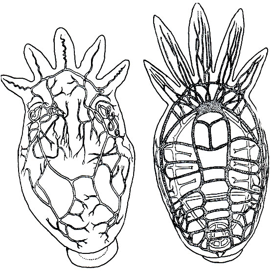 . 207.    (Temnocephala)