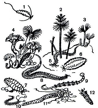  19.     : 1 -  (Tomopteris renata); 2 -  (Spirograms spallanzanii); 3 -  (Protula protula); 4 -  (Serpula vermicu laris); 5 -  (Nereis pelagica); 6 -   (Aphrodite aculeata); 7 -  (Eunoe nodosa); 8 -  (Nereis virens); 9 -  (Arenicola grubei); 10 -  (Autolytus pictus); 11 -  (Amphitrita jonstoni); 12 -  (Onuphis conchilega)