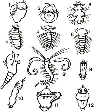  20.   : 1 - Harmothoe imbricata; 2 - Anaitides citrina; 3 - Nereis virens; 4 - Nephthys ciliata; 5 - Disoma; 6 - Polydora ciliata; 7 - Chaetopteridae; 8 - Magelona papillicornis; 9 - Capitella capitata; 10 - Arenicola marina; 11 - Pectinaria koreni; 12 - Spirorbis spirorbis