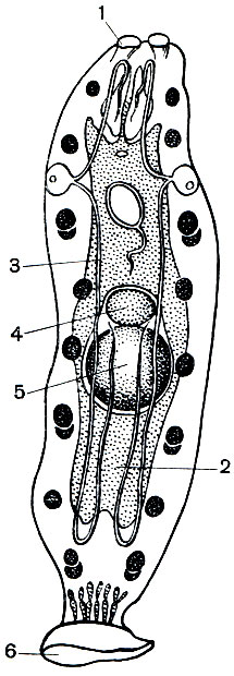 . 208.    - Udonella caligorum: 1 -  ; 2 - ; 3 -  ; 4 - ; 5 - ; 6 - 