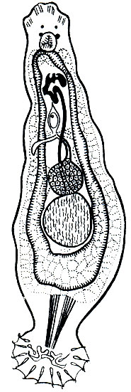 . 209.  (Dactylogirus vastator)