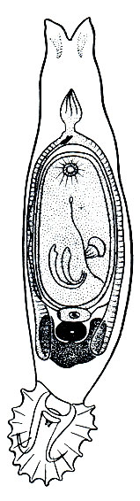 . 210.  (Gyrodactylus)