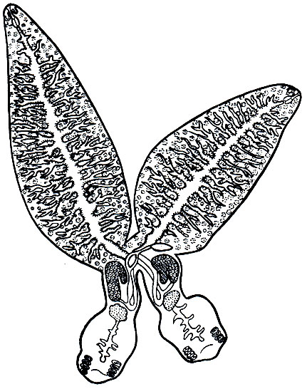 . 212.  (Diplozoon paradoxum)