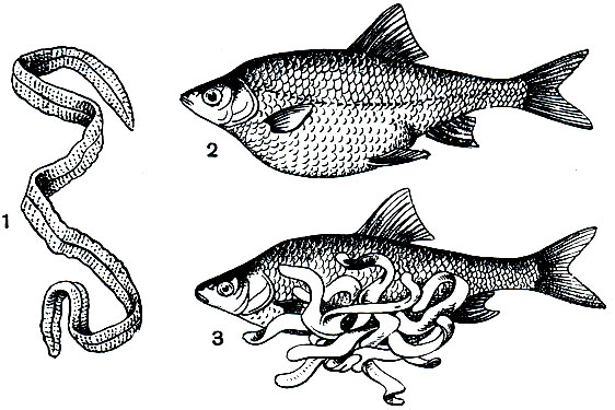 . 215.  (Liguia intestinalis): 1 - -,     ; 2 - ,   ; 3 -  ,      