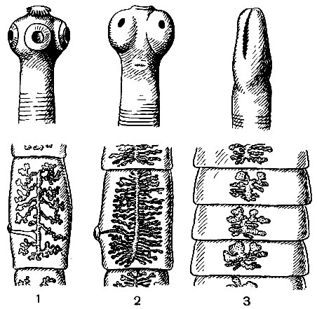 . 216. ,       : 1 -   (Taenia solium); 2 -   (Taeniarhynchus saginatus); 3 -   (Diphyllobothrium latum).   -  ,  -  
