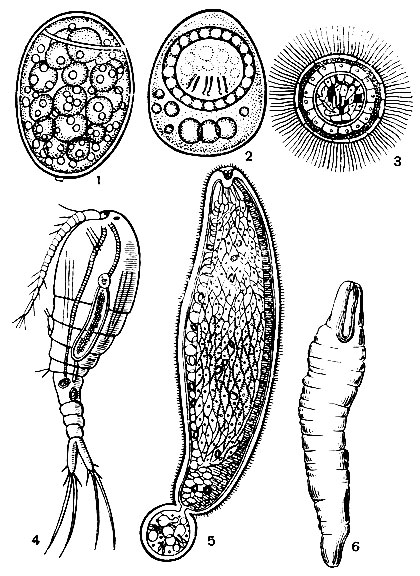 . 217.      (Diphyllobotrium latum): 1 - ; 2 -    ; 3 - ,   ; 4 -   ; 5 - ; 6 - 