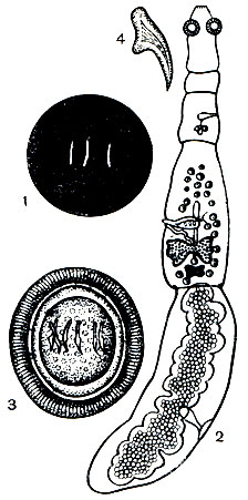 . 218.  (Echinococcus granulosus): 1 -    ; 2 -  ; 3 - ; 4 -  