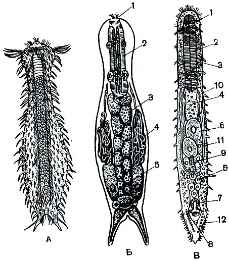 . 221.  .  -   Chaetonotus maximus;  -   : 1 -  ; 2 - ; 3 -  ; 4 - ; 5 - .  -   Macrodasys buddenbrocki: 1 -  ; 2 - ; 3 -  ; 4 -  ; 5 - ; 6 - ; 7 -  ; 8 -  ; 9 -   ; 10 - ; 11 - ; 12 -  