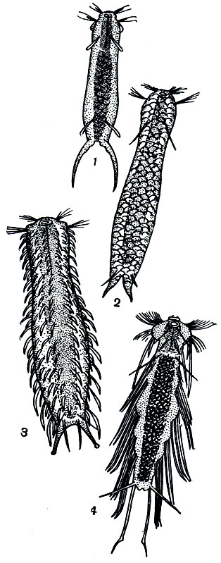 . 222.  : 1 - Ichthydium forcipatum; 2 - Lepidoderma squamatum; 3 - Chaetonotus chuni; 4 - Dasydytes ornatus