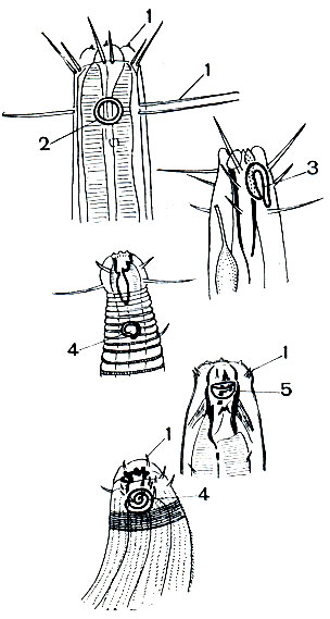 . 225.   .        (2)     -  (2),  (3),  (4)   (5) 