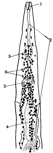 . 226.  : 1 - ; 2 - ; 3 -  ; 4 -  ; 5 -  ; 6 -   