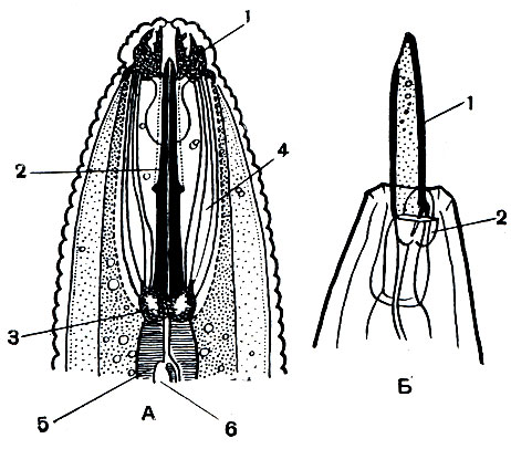 . 227.  .   .  -    Hoplolaimus tylenchiformis: 1 -  ; 2 - ; 3 -  ; 4 - -; 5 -  ; 6 -     ;  - Dorylaimus striatus: 1 - ; 2 - 