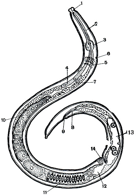 . 228.  Aphelenchoides composticola: 1 - ; 2 - ; 3 -  ; 4 -  ; 5 -  ; 6 -  ; 7 -  ; 8 -  ; 9 -  ; 10 - ; 11 -    ; 12 -  ; 13 -  ; 14 -   