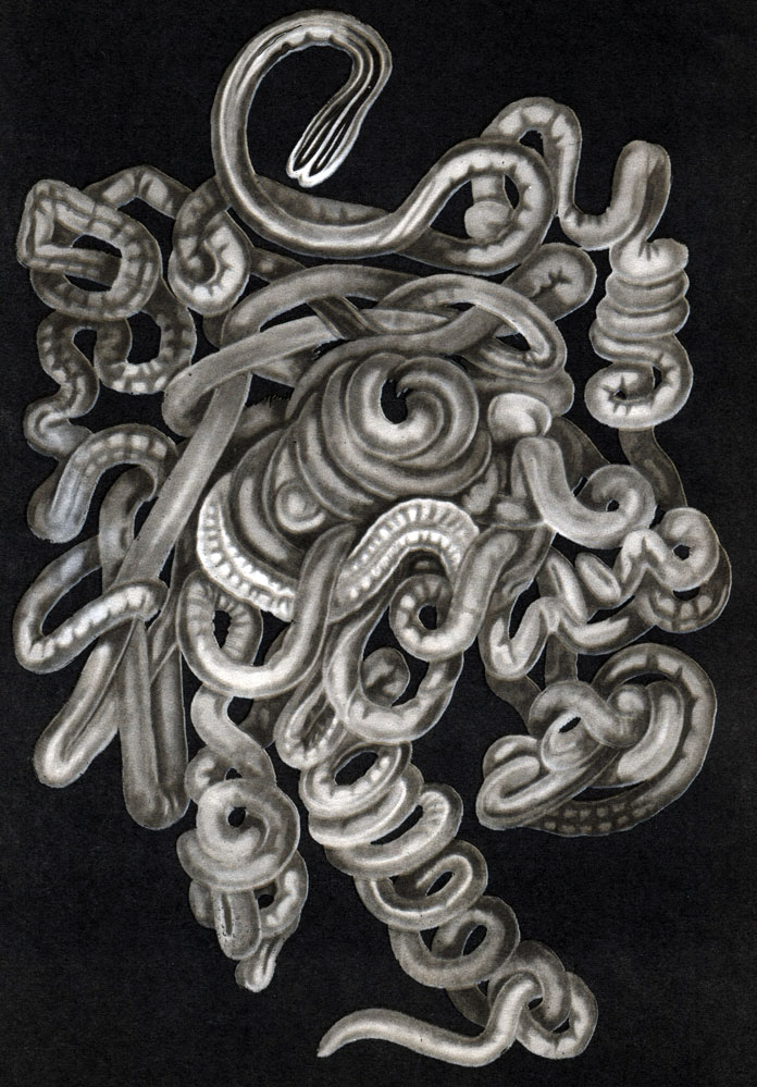  22.  Lineus longissimus