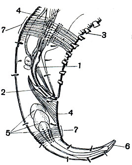 . 231.      Hypodontolaimus btitschlii.   : 1 - ; 2 - ; 3 -  ; 4 -  ; 5 -  ; 6 -    ; 7 -  