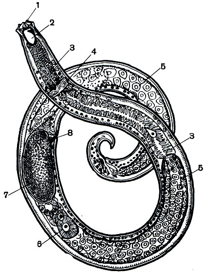 . 232. , '' (Mononchus papillatus): 1 - ; 2 -     ; 3 - ; 4 -  ; 5 -    ; 6 - ; 7 - ; 8 -   