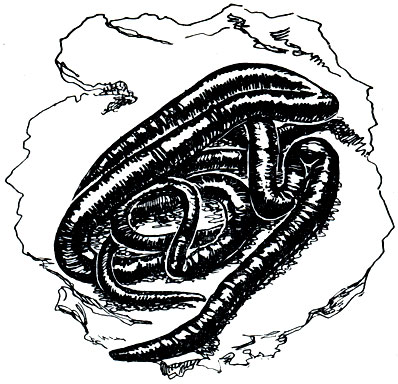 . 233. - (Dioctophyme renale)