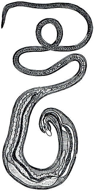. 234. Trichocephalus trichiurus