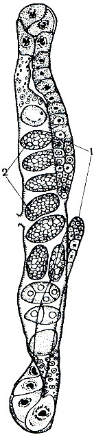 . 236.   Rhabditis aberrans: 1 - ; 2 - 