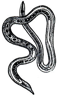 . 237. Strongyloides stercoralis