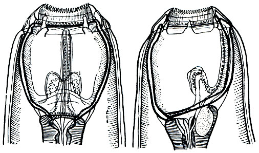 . 240. Delofondia vulgaris