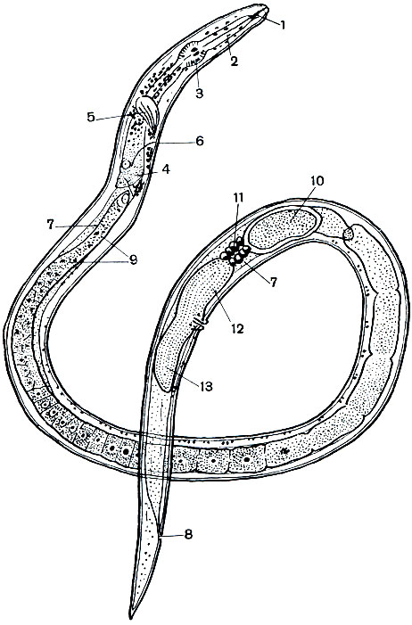 . 242. -  (Ditylenchus dipsaci): 1 - ; 2 - ; 3 -  ; 4 -  ; 5 -  ; 6 -  ; 7 -  ; 8 -  ; 9 - ; 10 - ; 11 -  ; 12 -   13 -  