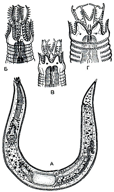 . 244.   Cephalobidae:  - Acrobeles complexus;  -  rbeles ciliatus;  -  Acrobeles ctenocephalus;  -  Acrobeles ornatus.    