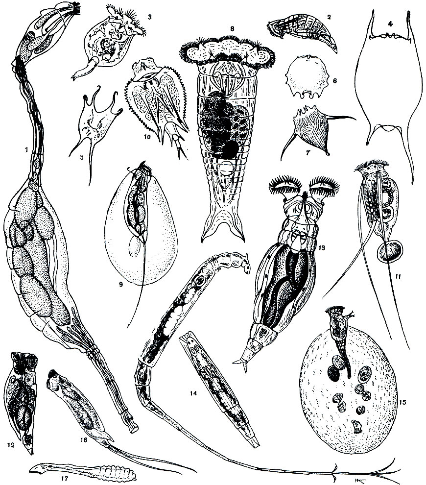 . 245. : 1 - Seison nebaliae Grube; 2 - Proales daphnicola; 3 - Brachionus rubens; 4 -   Br. diversicornis; 5 -   Br. gessneri; 6 -    Br. dolabratus; 7 - Notholca olchonensis; 8 - Synchaeta pachipoda; 9 - Trichocerca cylindrical 10 - Macrochaetus collinsi; 11 - Filinia longiseta; 12 - Drilophaga delagei; 13 - Philodina brevipes; 14 - Rotaria neptunia; 15 - Gonochiloides coenodasis (        ;  -    ); 16- Monommata appendiculata; 17 - Lindia brotzkayae