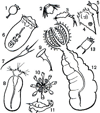  23. : 1 - Testudinelia patina; 2 - Polyarthra dolichoptera; 3 - Trichotria pocillum; 4 - Synchaeta pectinata; 5 - Trichocerca rattus; 6 - Asplanchna priodonta; 7 - Kellicottia longispina; 8 - Collotheca heptabrachiata; 9 - Microcodon clavus; 10 - Conochilus unicornis; 11 - Notommata copeus; 12 - Stephanoceros fimbriatus; 13 - Keratella quadrata