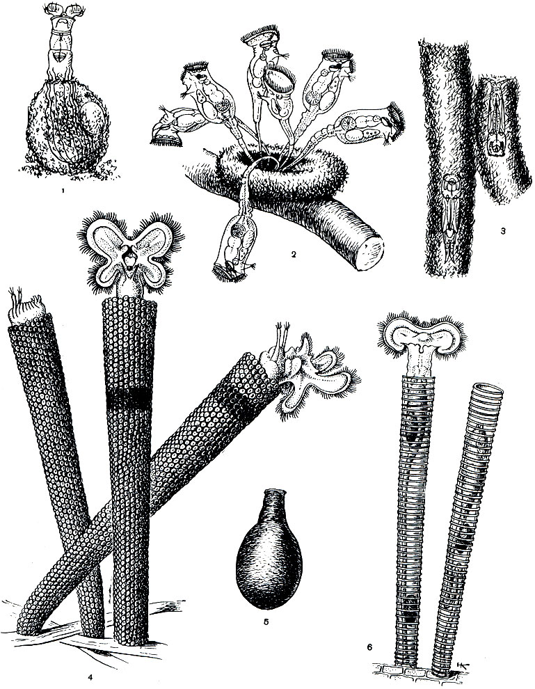 . 246.  : 1 - Habrotrocha visa; 2 - Ptygura tihanyerisis; 3 - Gephalodella forficula; 4 - Floscularia ringens; 5 - Habrotrocha angusticollis; 6 - Limnias melicerta
