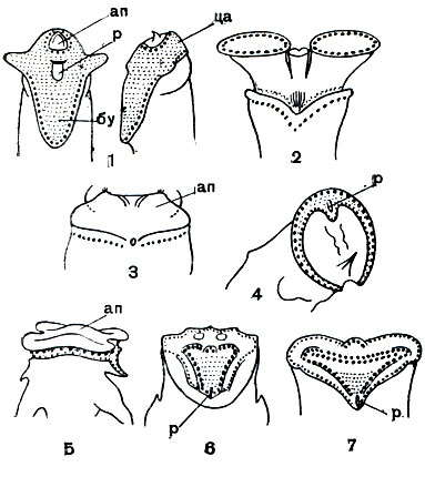 . 247.     : 1 - Notommata (   ); 2 - Bdelloidea; 3 - Asplanchna; 4 - Conochilus; 6 - Hexarthra; 6 - Euchlanis; 7 - Epiphanes.     ,  - ; an -  ;  - ,  -  ;  - -  